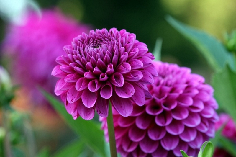 Dahlias