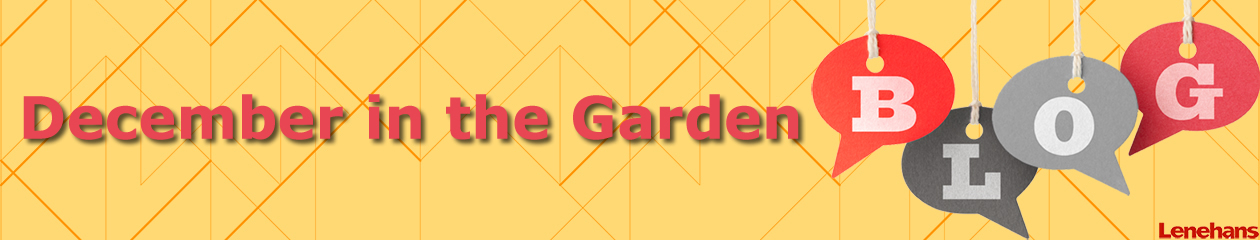 December in the Garden