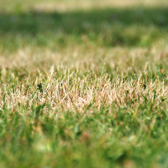 Your Lawn Is Brown and There’s a Hosepipe Ban. Here’s What to Actually Do.