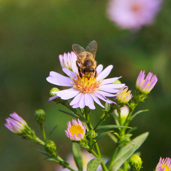 How to Attract Butterflies and Bees into Your Garden