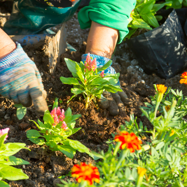 June Garden Checklist – Keep Your Plot Thriving in Changing Irish Weather 