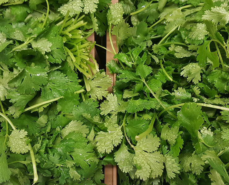 Grow Your Own - Coriander