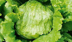 Grow Your Own - Iceberg Lettuce