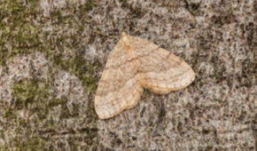 The House Moth