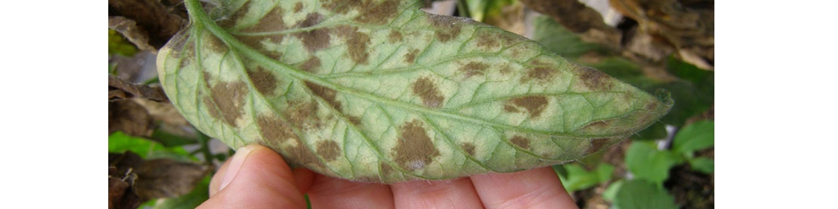 Mould Growing On A Leaf