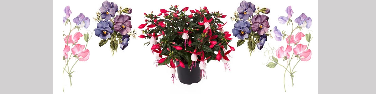 Pansies, Fuchsia & Sweetpea