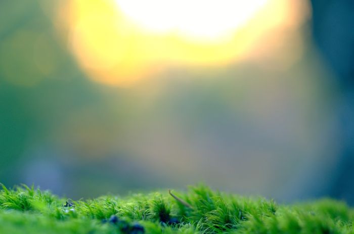 How to Get Rid of Moss &amp; Algae. 