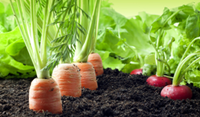 New Year - Healthy Eating