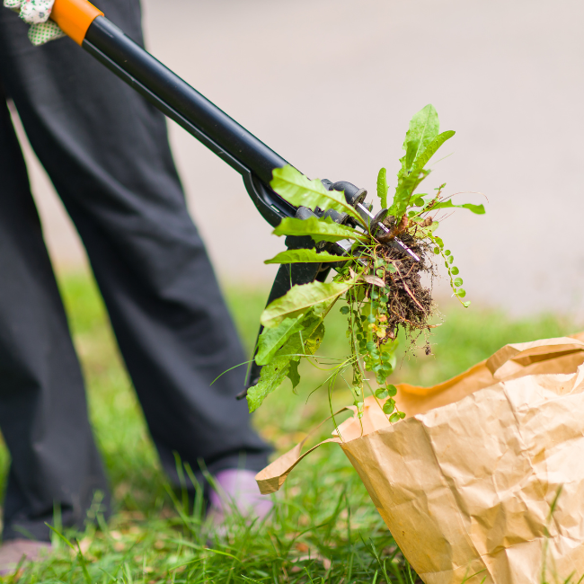 How to Kill Weeds – The Guide to a Weed-Free Garden