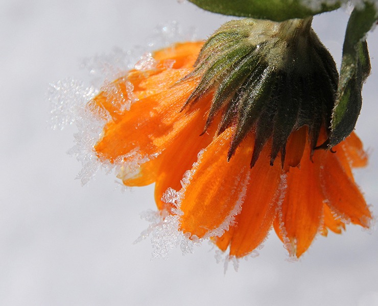 Prepare Your Garden/ Greenhouse For The Cold Season